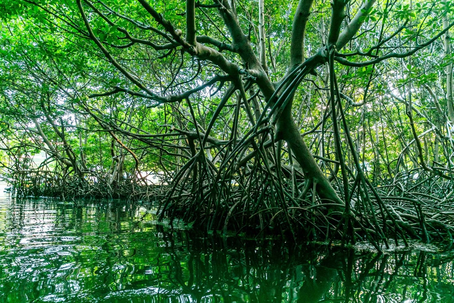 San Juan: Nattkajakpaddling i den bioluminescerande Laguna Grande-bukten