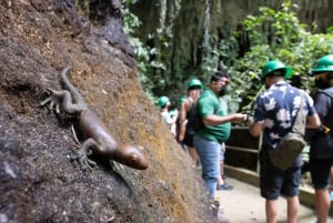 San Juan: Oplevelsestur til Camuy-grotterne med afhentning og aflevering