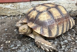 Сан-Хуан : Экскурсия по музею и магазину кофе Сиалес