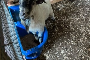 Сан-Хуан : Экскурсия по музею и магазину кофе Сиалес