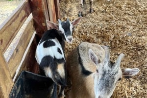 Сан-Хуан : Экскурсия по музею и магазину кофе Сиалес