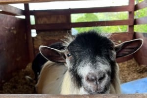 Сан-Хуан : Экскурсия по музею и магазину кофе Сиалес