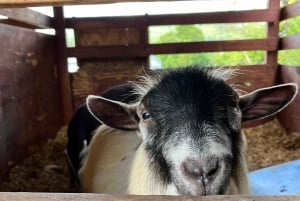 Сан-Хуан : Экскурсия по музею и магазину кофе Сиалес