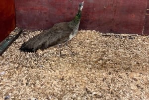 Сан-Хуан : Экскурсия по музею и магазину кофе Сиалес