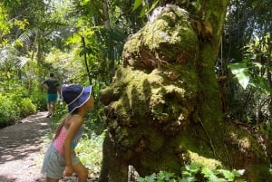 サンファン：エル・ユンケ熱帯雨林ハイキング & ルキロビーチ