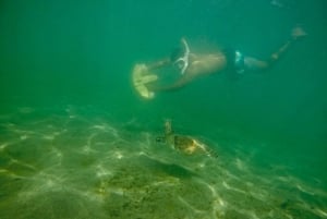San Juan: nurkowanie z żółwiami odrzutowymi