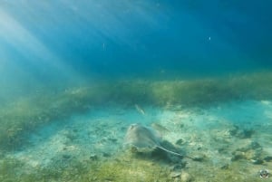 San Juan: Snorkeltur med søkøer og skildpadder og gratis rom
