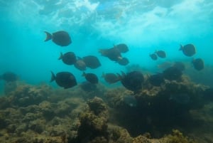 San Juan: Excursión de snorkel con manatíes y tortugas y ron gratis