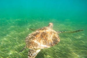 San Juan: Snorklingstur med sjökor och sköldpaddor med gratis rom