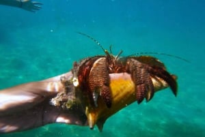 San Juan: Manatee en schildpad snorkeltour met gratis rum