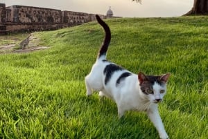 Old San Juan History & Culture (Open Walking Tour)