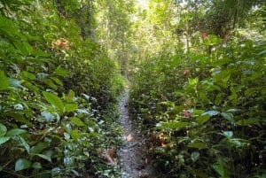 San Juan, PR: Caminata a una Aventura en una Cascada Oculta