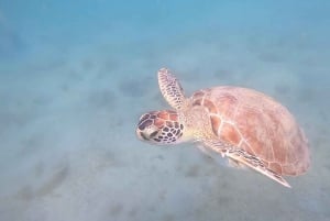 SAN JUAN : Tours privés de plongée sous-marine pour débutants !!!