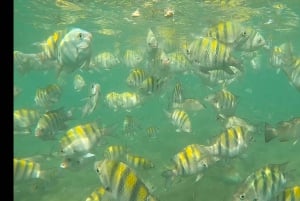 SAN JUAN : Tours privés de plongée sous-marine pour débutants !!!