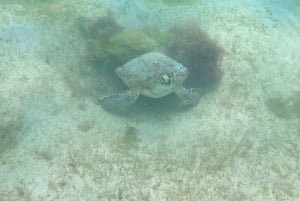 SAN JUAN : Tours privés de plongée sous-marine pour débutants !!!