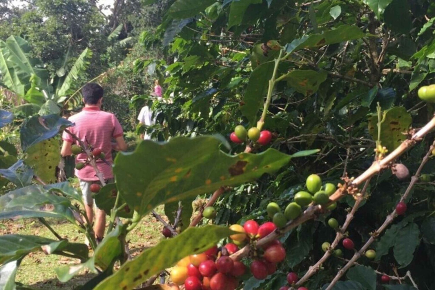 San Juan: Puerto Rico Coffee Plantation Tour and Tastings
