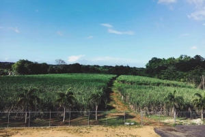 San Juan: Rum Tasting and Tour of an Artisan Distillery