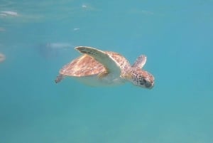 San Juan: Snorkeling with Turtles Adventure and Free Videos