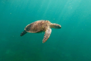 San Juan: snorkelen met schildpaddenavontuur en gratis video's
