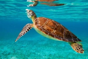 San Juan: Snorkeling with Turtles Adventure and Free Videos