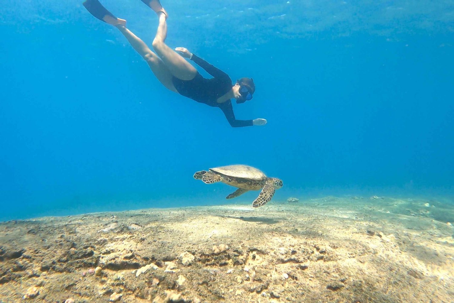 San Juan: nuota e fai snorkeling con le tartarughe a Escambron