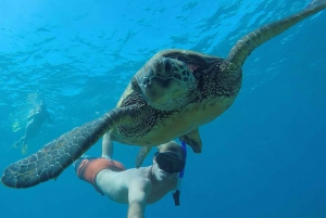 San Juan: Simma och snorkla med sköldpaddor vid Escambron
