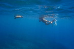 San Juan: Schwimmen und Schnorcheln mit Schildkröten in Escambron