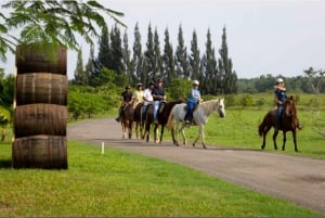 Scenic Horseback Riding Experience