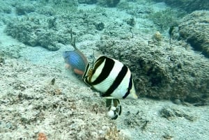 Shared Snorkeling Experience with Salty Spirit