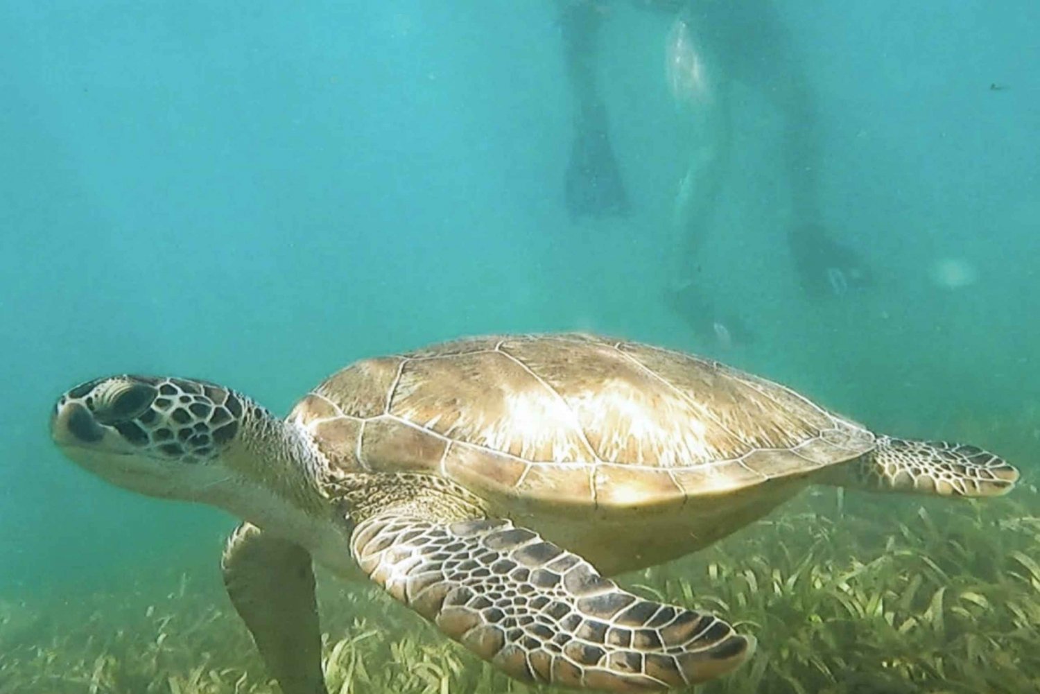 San Juan: Manatees & Turtles Snorkeling Tour w/ Rum Tasting