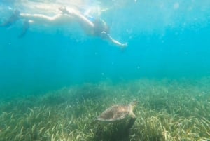 San Juan: Passeio de mergulho com snorkel em peixes-boi e tartarugas com rum grátis