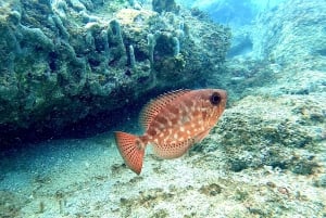 Vieques: Private Bioluminescent Bay Boat Charter