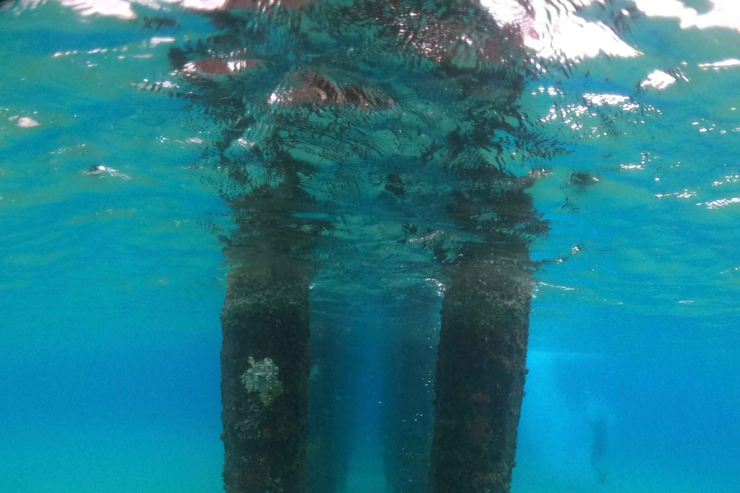 VIP Snorkeling with Turtles Adventure