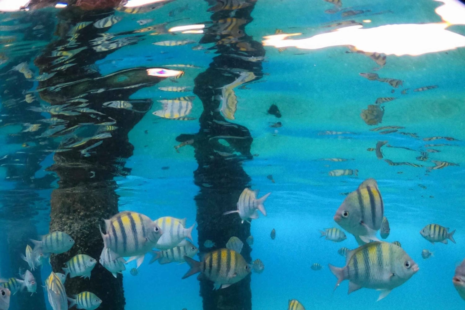 VIP Snorkeling with Turtles Adventure