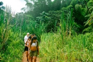 Elävä päiväretki El Yunquen sademetsässä kuljetuksen kanssa
