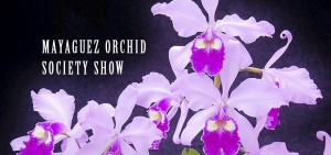 Mayagüez Orchid Society Show