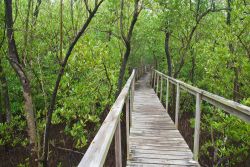 Boardwalk thru Mangrove Forest