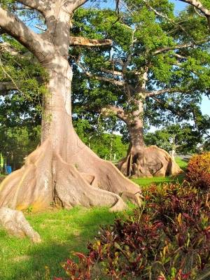 Ceiba Trees near Quebradilla, Puerto Rico