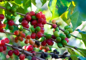 Coffee Berries in Jayuya