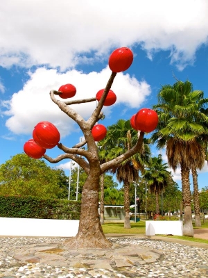 'Coffee Tree' Yauco, Puerto Rico