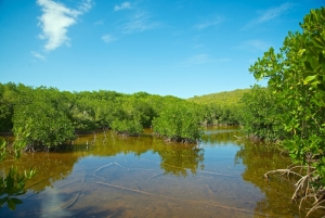 Mangrove Forest at Cabezas de San Juan