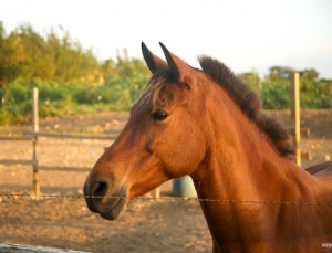 Near Villa Montaña Beach Resort in Isabela