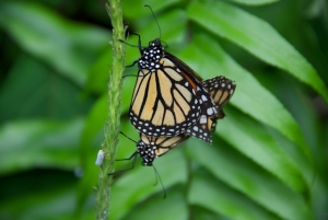 Pair of Butterflies in Puerto Rico