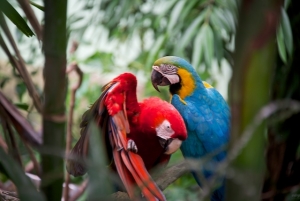 Pair of Parrots in Puerto Rico