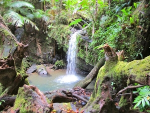 Waterfall feeding Juan Diego Creek in El Yunque