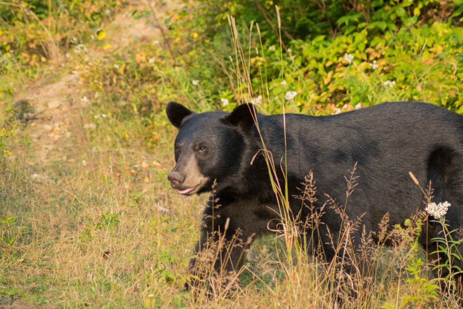 15 min. Tadoussac: Schwarzbärenbeobachtung mit fachkundigem Führer