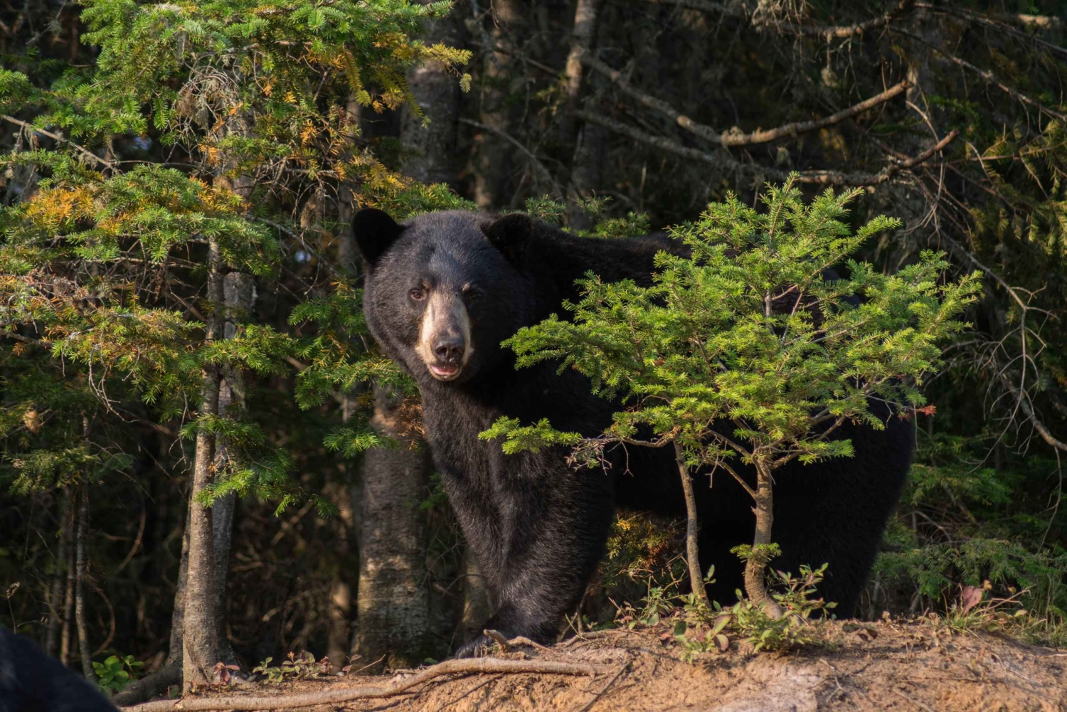 15 min. Tadoussac: Schwarzbärenbeobachtung mit fachkundigem Führer