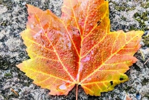 Quebec City: Guidet fottur i Jacques-Cartier nasjonalpark