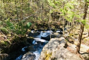 Quebec City: Guidet fottur i Jacques-Cartier nasjonalpark