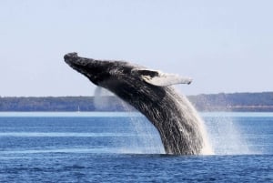 Au départ de Québec : Excursion d'une journée à la découverte des baleines